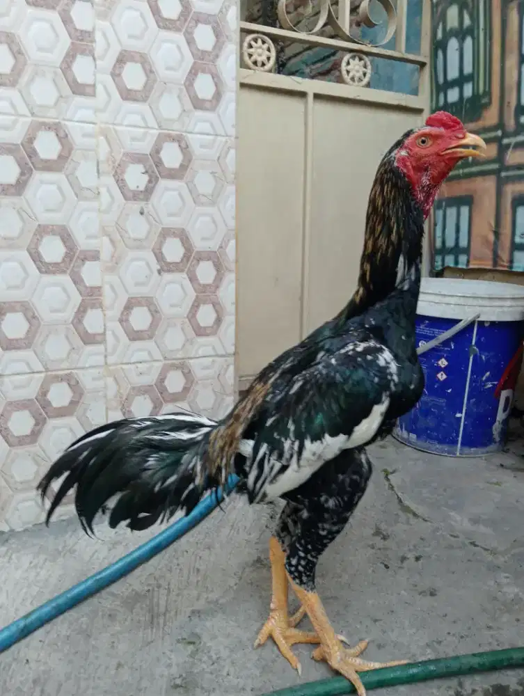 Ayam Bangkok muda abaran 1x