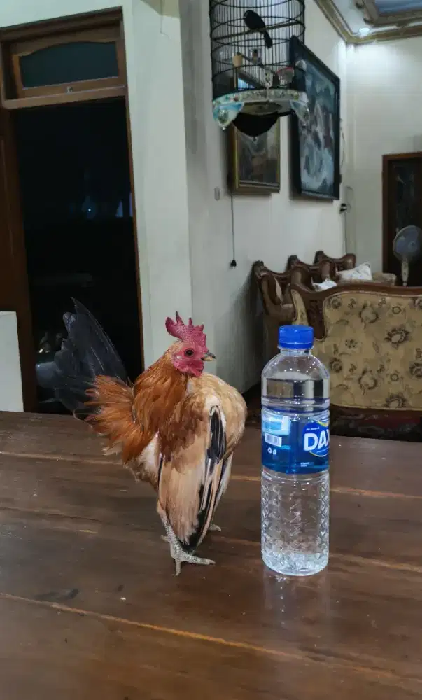 AYAM SERAMA KUNING
