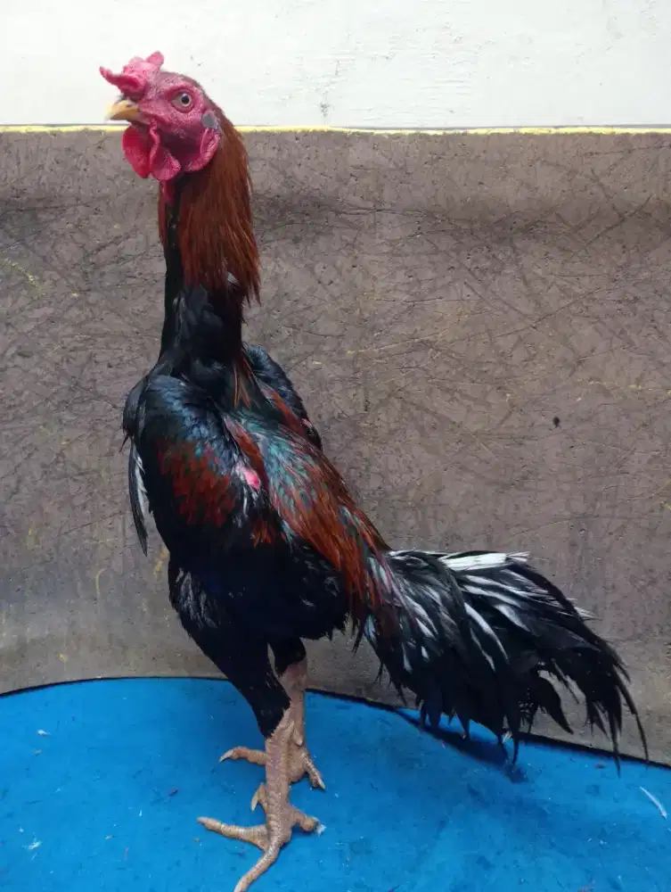 Ayam Bangkok klasik ukuran 6