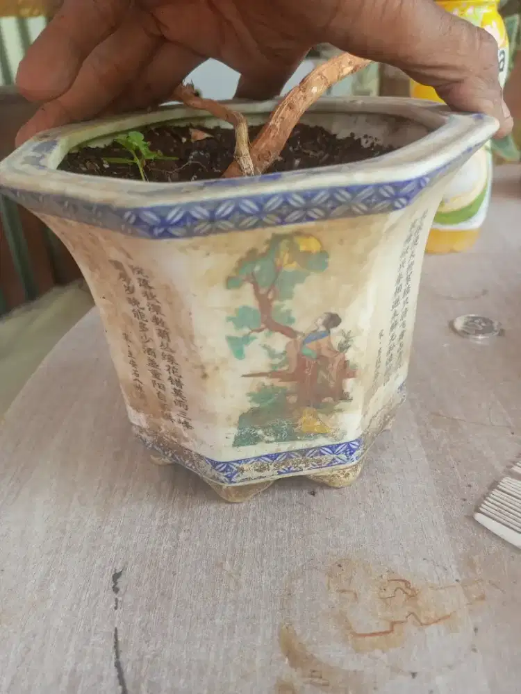 Guci/Pot bunga lawas