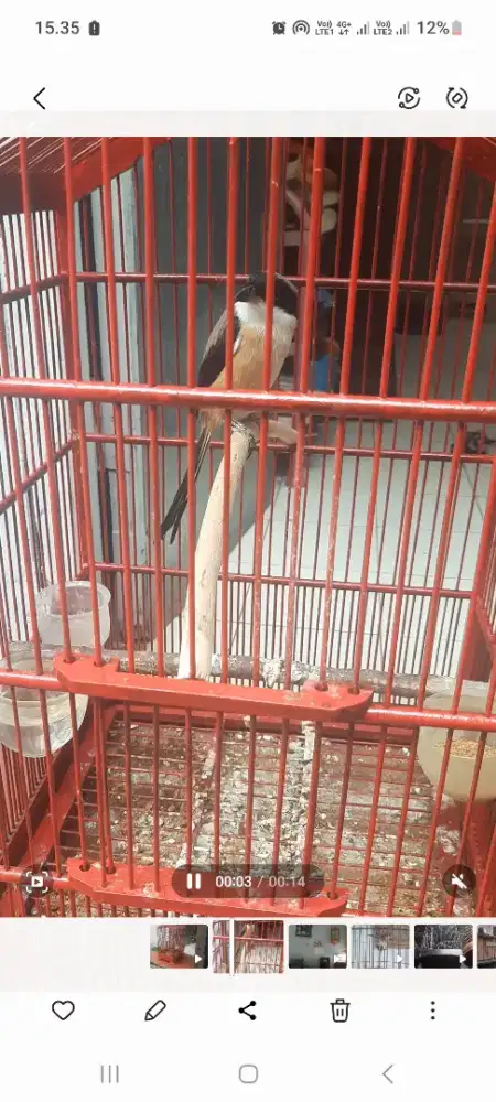Cendet jatim isian banyak gacor baru rapih mabung..