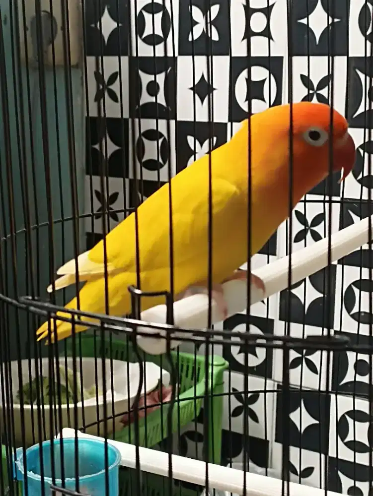 Lovebird lutino Mata Hitam