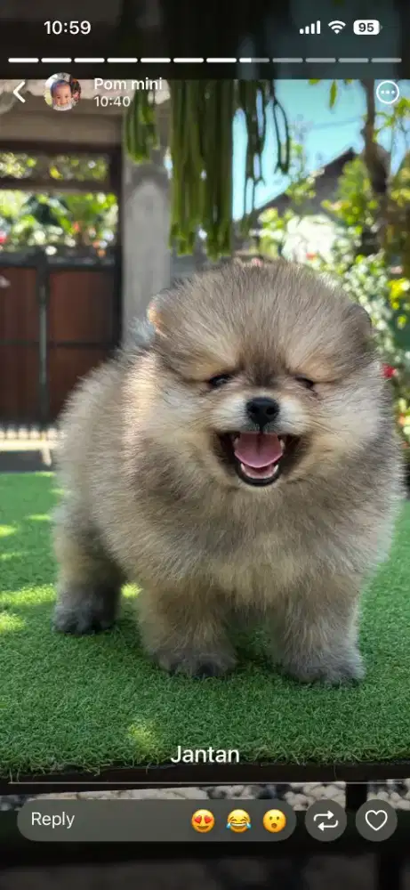 MINIPOM POMERANIAN MINI POMERANIAN