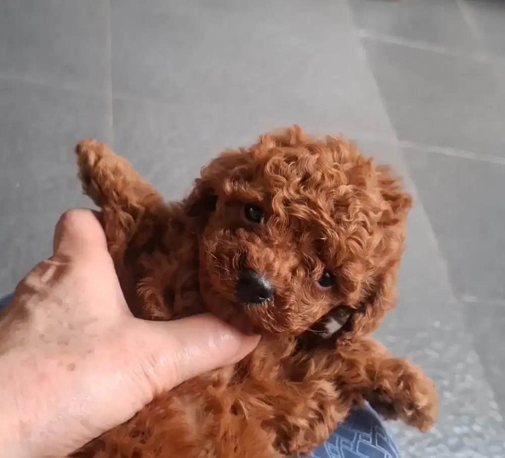 Tiny poodle super Red