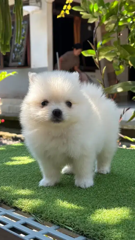 Minipom putih betina , pomeranian putih 2bulan