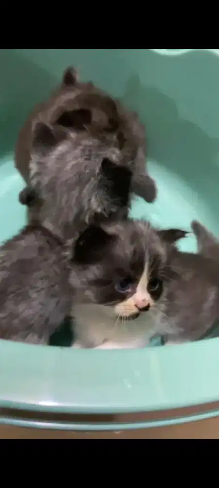 Kitten Anakan Kucing Persia Peaknose Dengan Lokal
