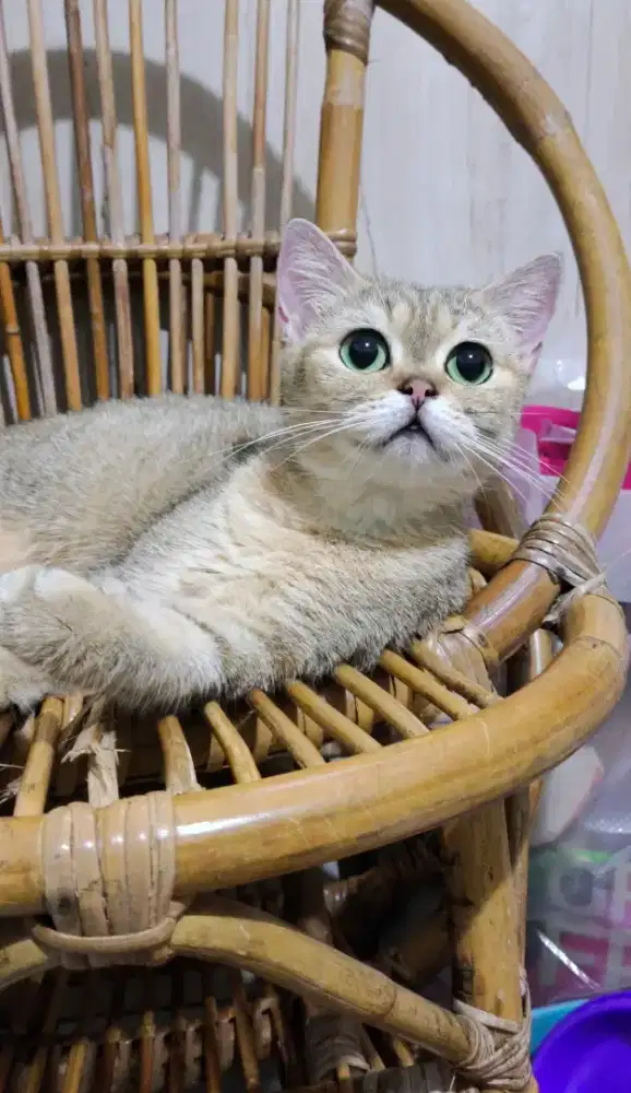 Bsh golden hamil dengan munchkin