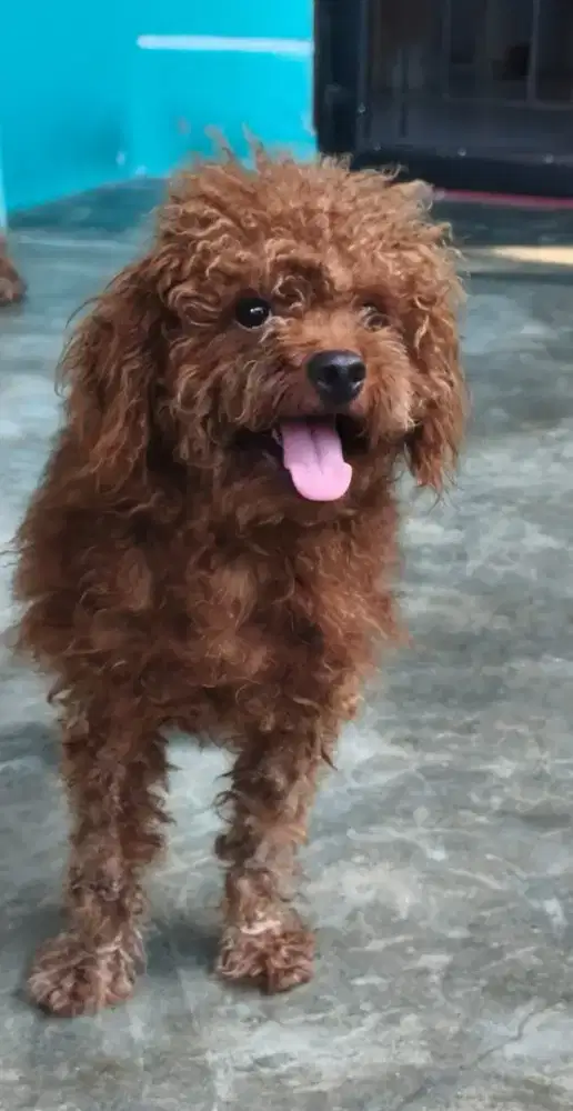 Poodle ASLI - MURMER
