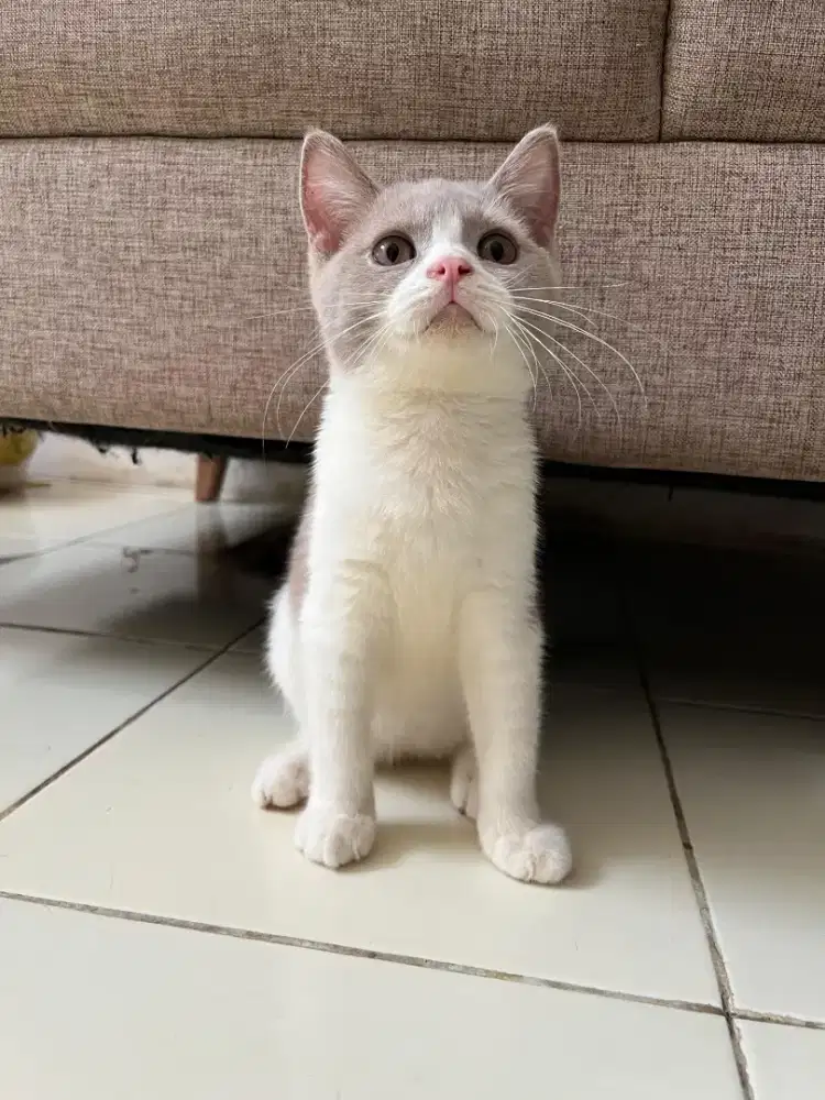 Kucing BSH Kitten dan Adult