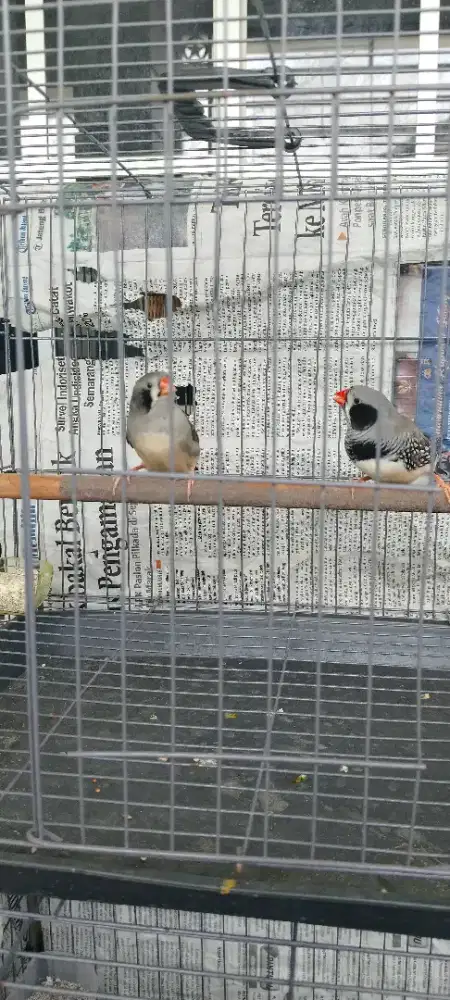 Burung zebra fich BBc induk