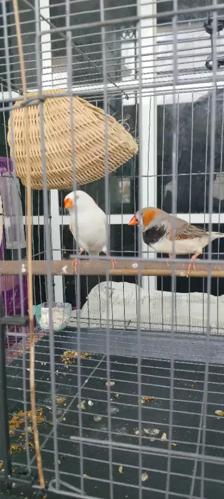 Burung zebra fich induk