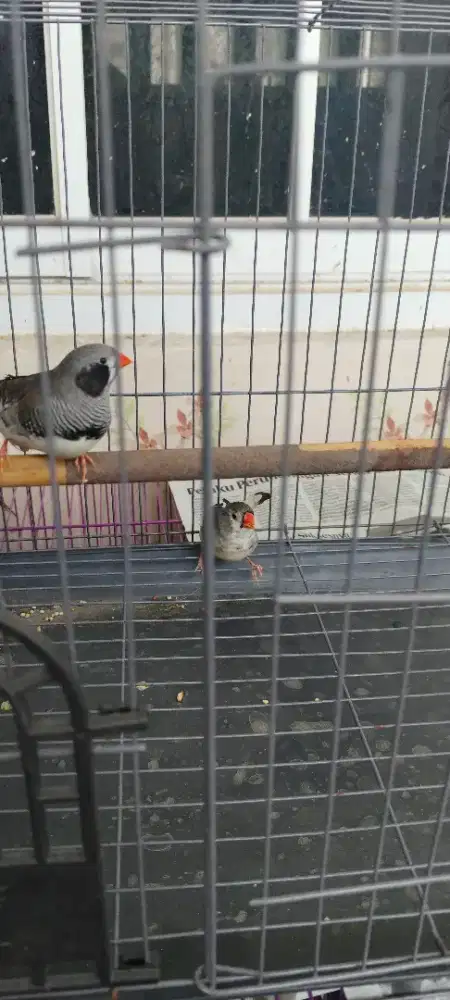 Burung zebra fich BBc induk