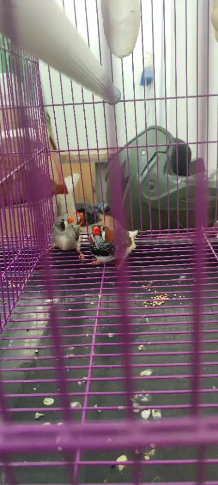 Burung zebra fich induk minus jantan kuku ilang 1