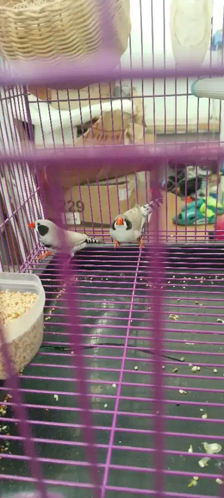 Burung zebra fich BBc induk produk