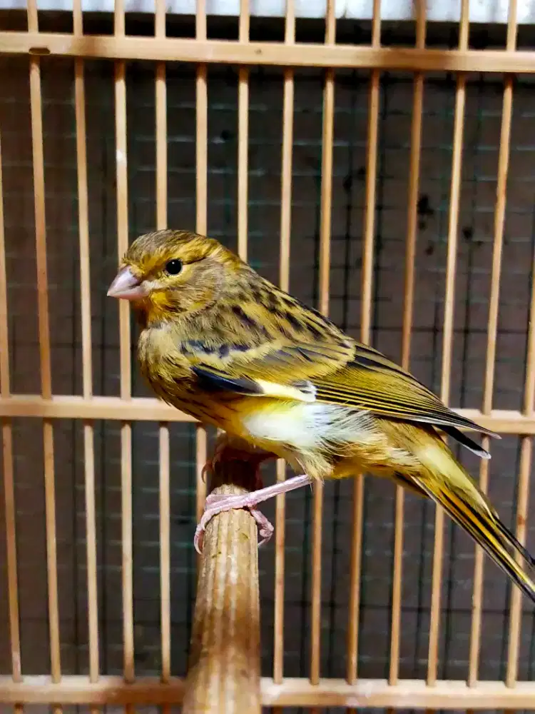 Burung kenari loper paud/anak jantan