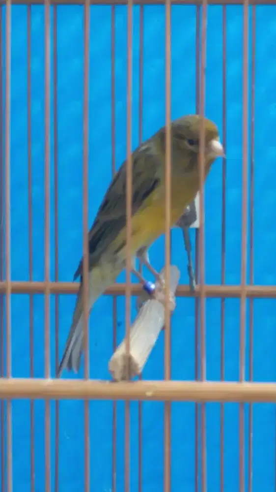 Burung kenari F1sf jantan muda gacor