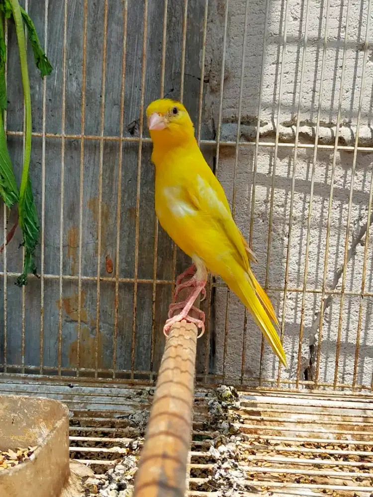 Burung kenari stabilo flek paud/anak