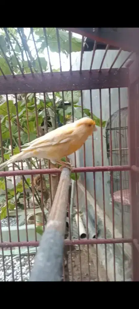 Betina AF dah buang telor