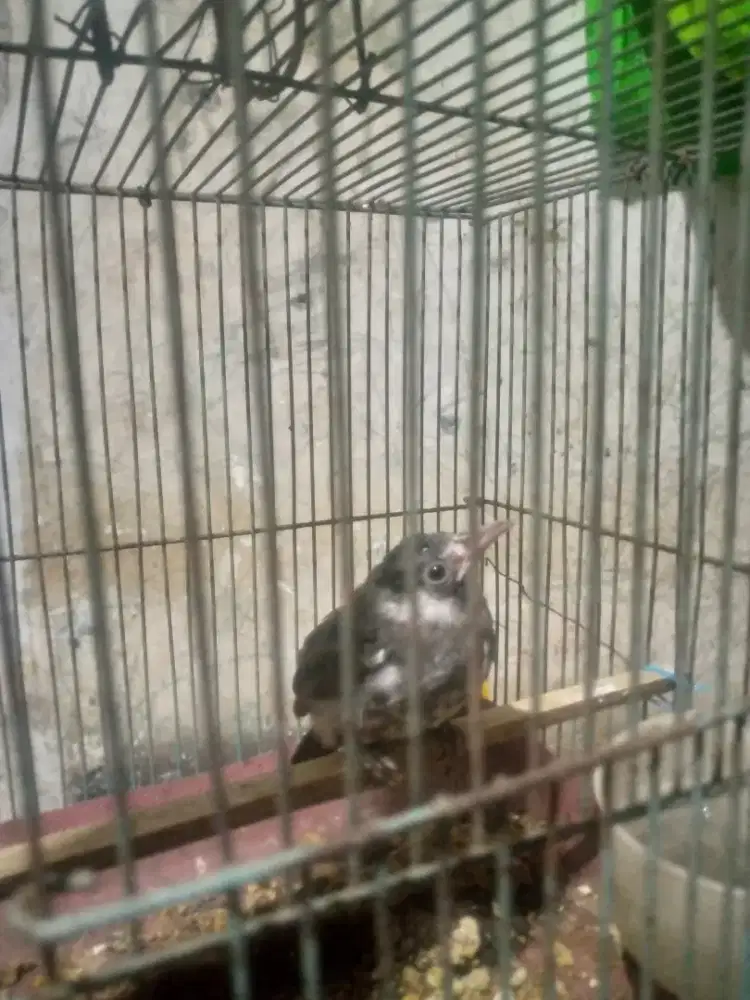 jual burung kutilang dada hitam jinak total