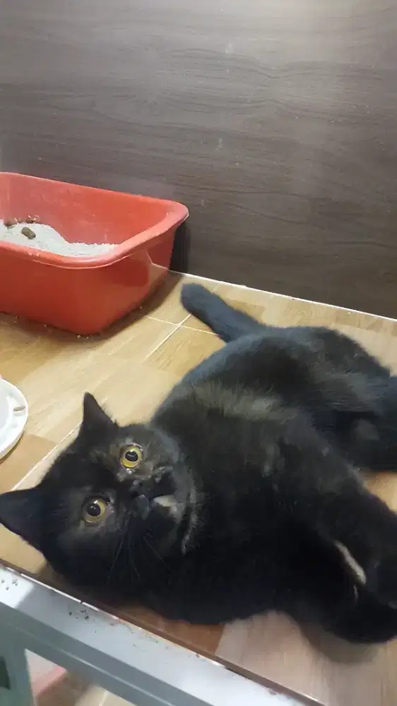 Kucing Munchkin NS BSH British Short Hair Mix Persia Betina Birahi