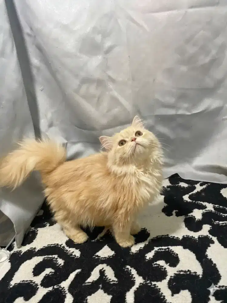 Persian betina 3 bln
