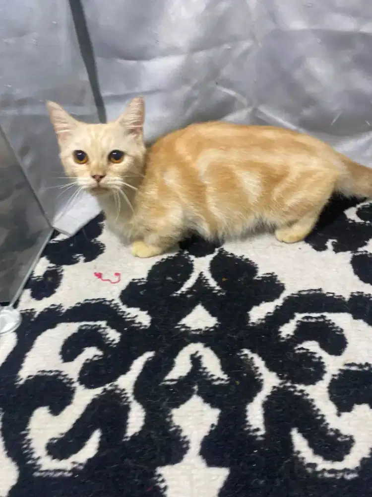 Munchkin jantan