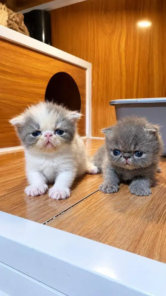 Kucing Peaknose Longhair