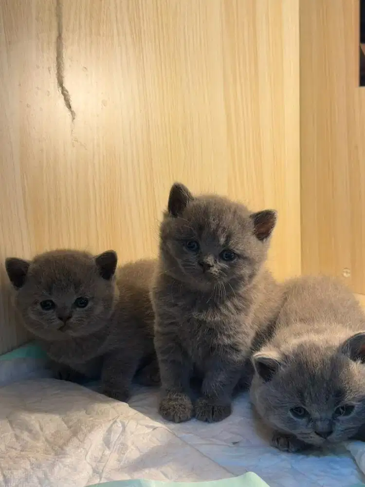 Kucing BSH Solid Blue