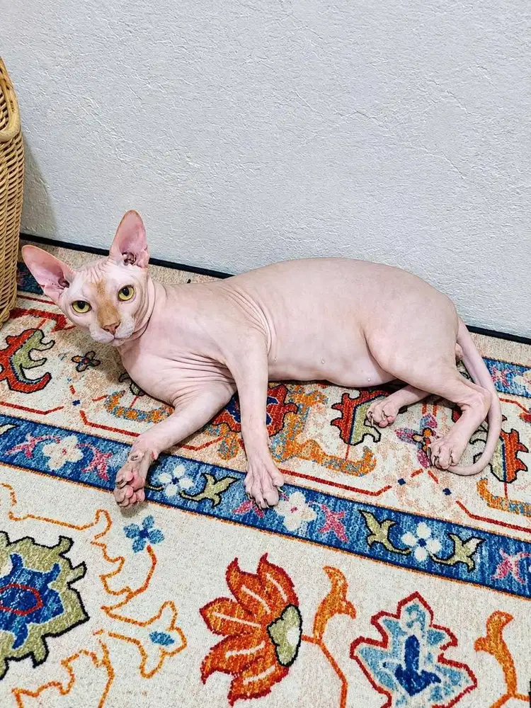 Kucing Sphynx Jantan 11 Bulan
