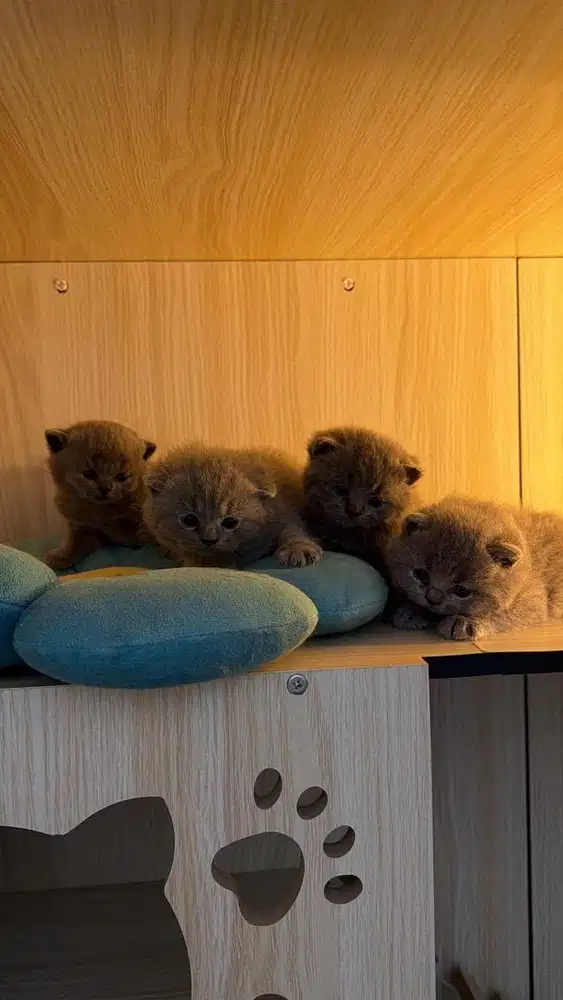 Kucing BSH solid blue