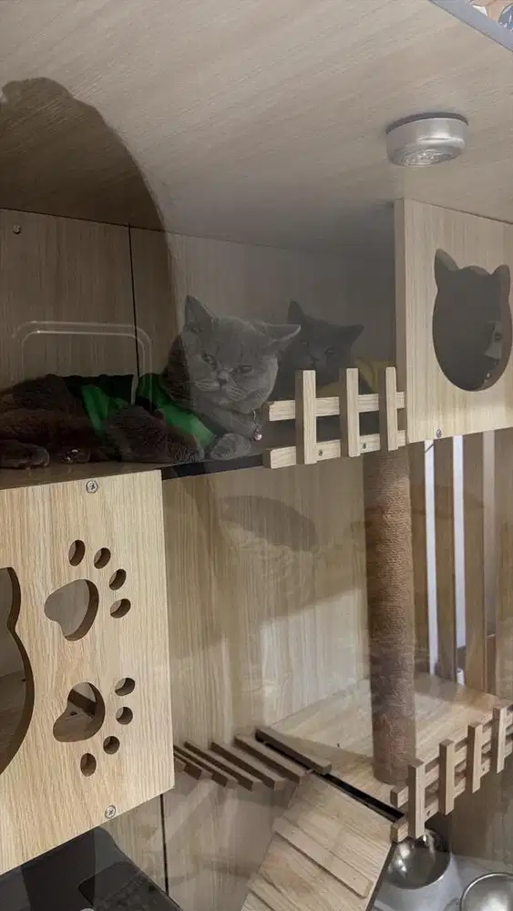 Kucing BSH solid blue