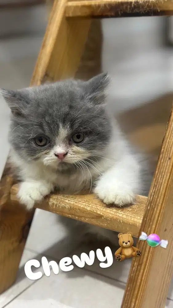 Munchkin BLH non standar (kaki tidak pendek)