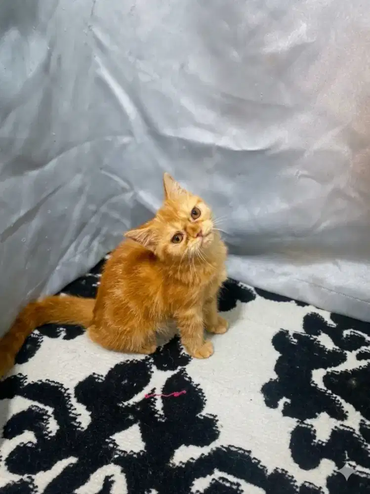 Persian short hair Oren marbel  jantan 3 bln