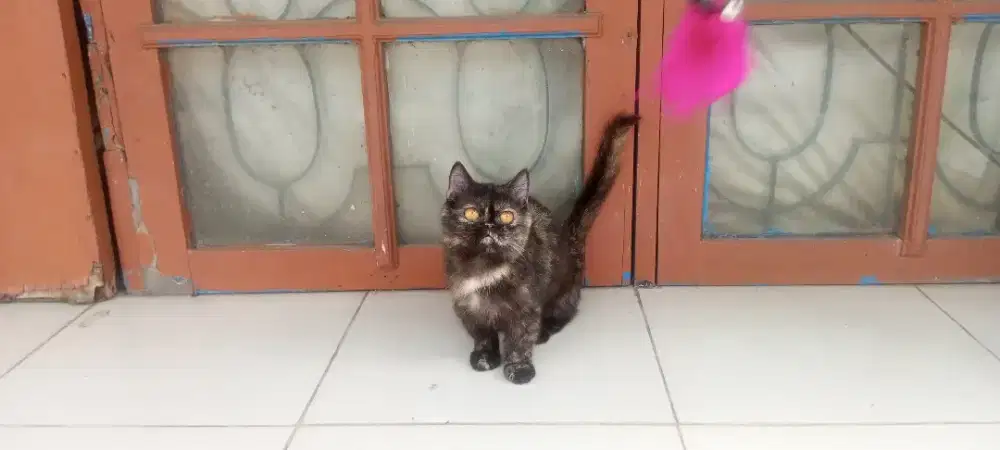 Munchkin betina bicolor 5 bln