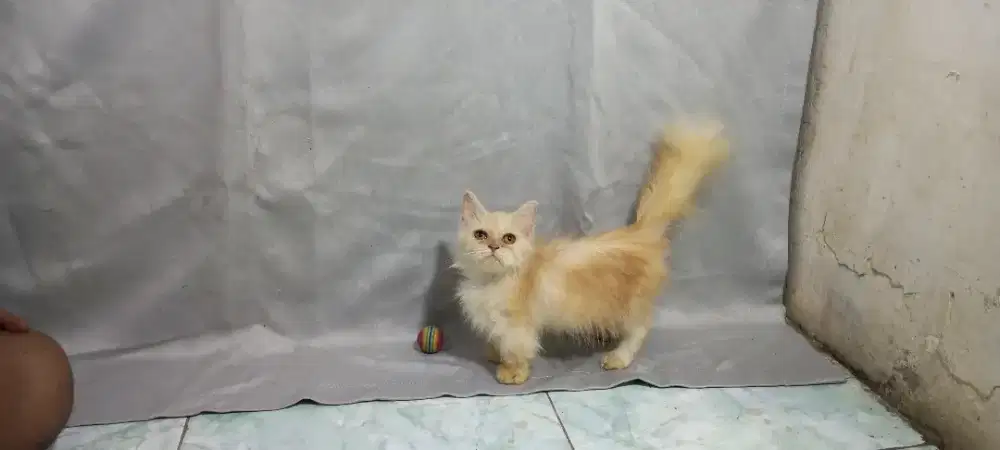 Munchkin jantan long hair 5 bulan