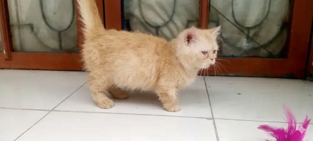 Munchkin jantan short hair 5 bulan