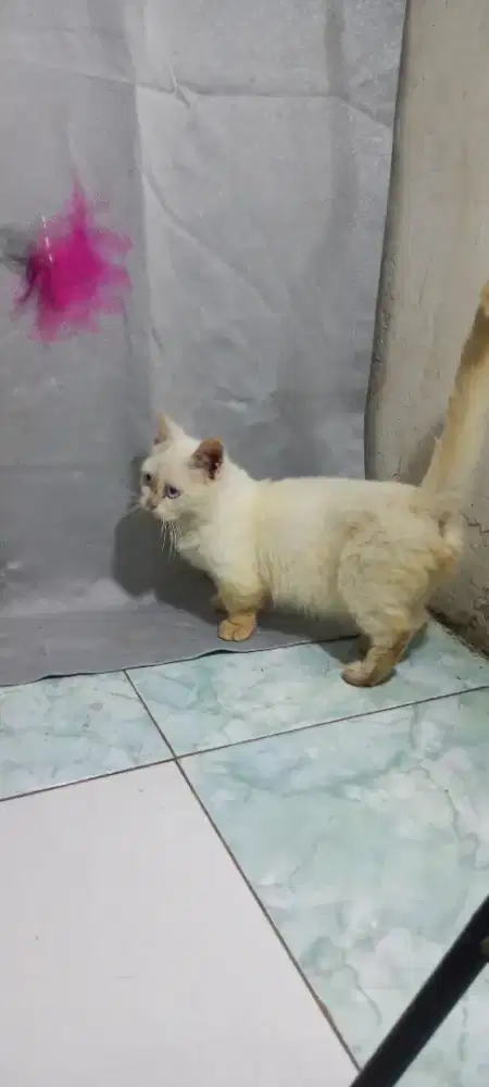 Munchkin jantan short hair blue eyes 1 thn
