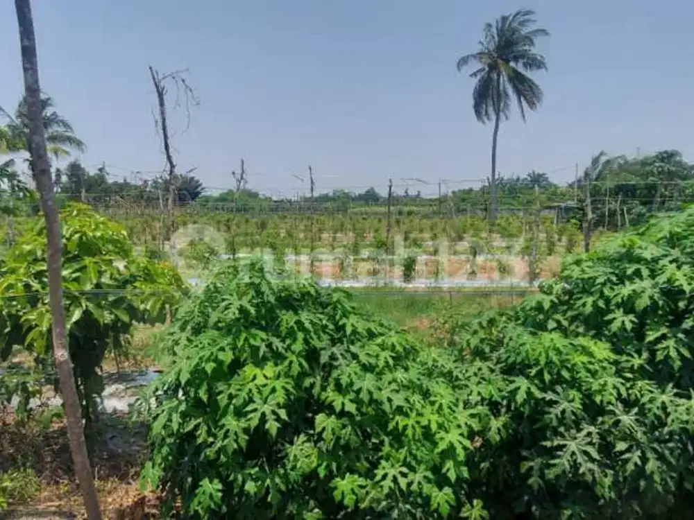 Dijual Tanah Keras Cocok Bangun Rumah Cluster Dekat Kampus Uir