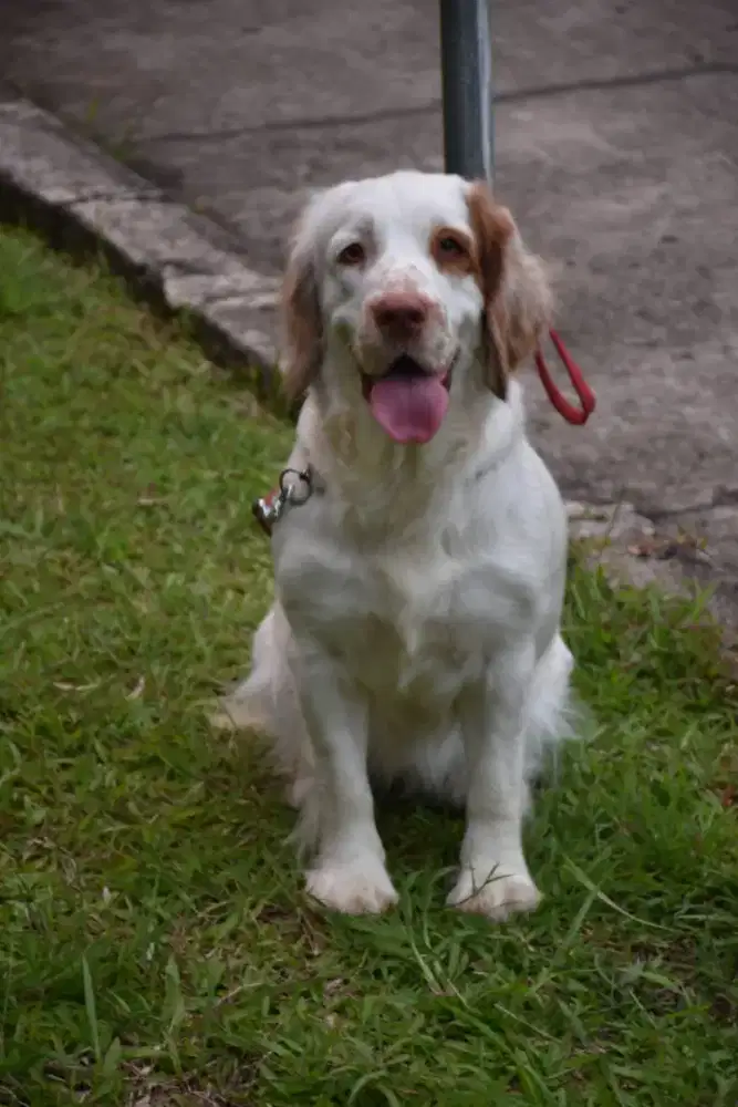 ANJING CLUMBER SPANIEL (RARE)