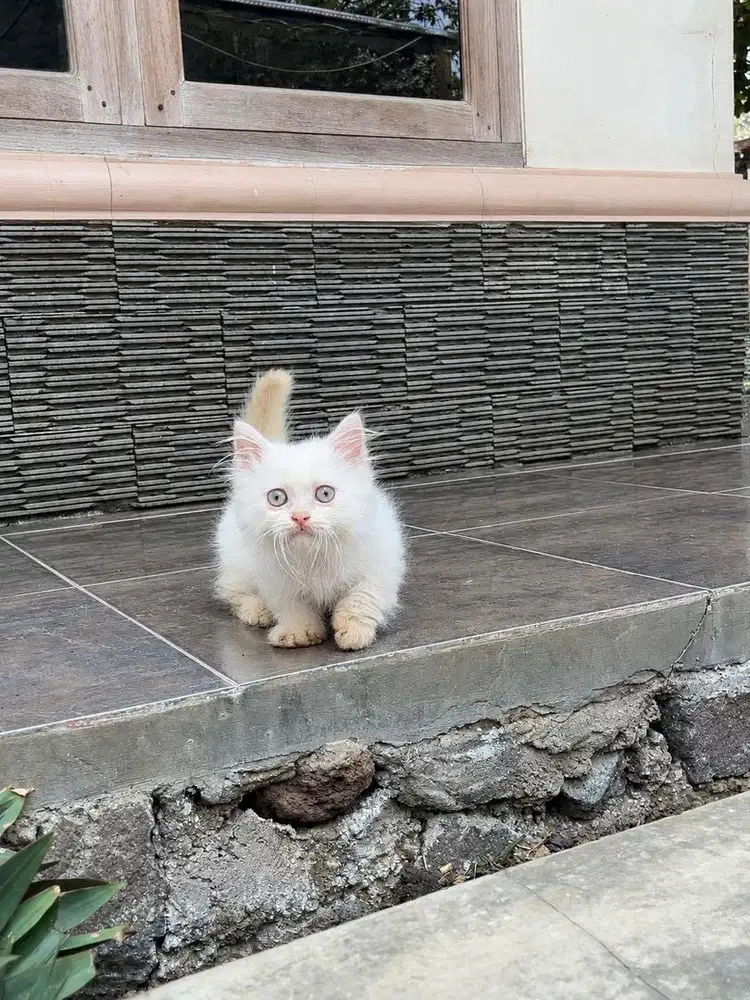 Kitten kucing munchkin cebol persia minuet