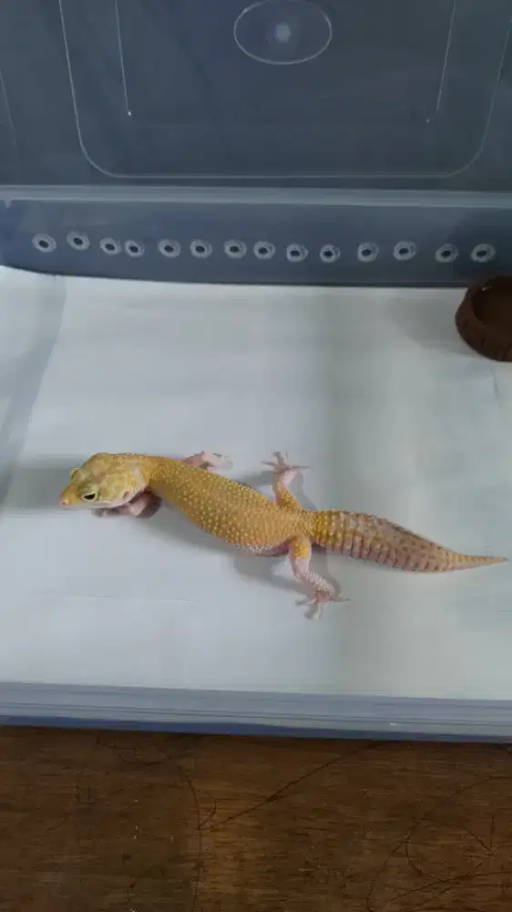 LEOPARD GECKO WY MST