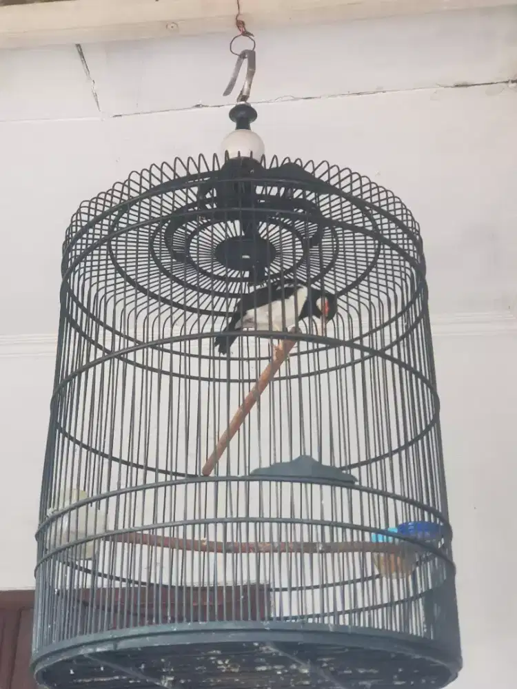 Jalak suren jinak gacor nyisik securiti rumah