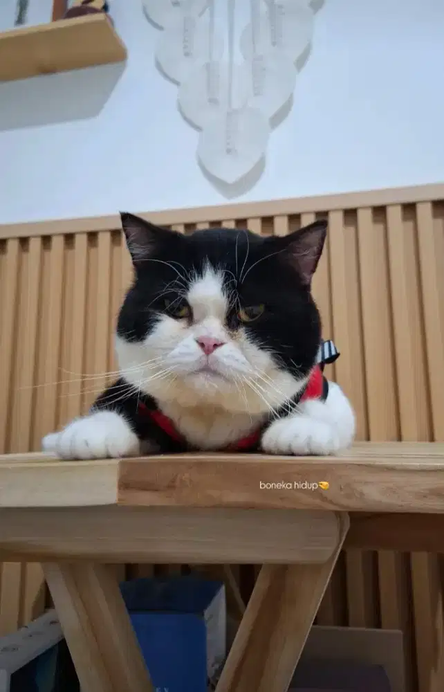 British shorthair bicolor black & white