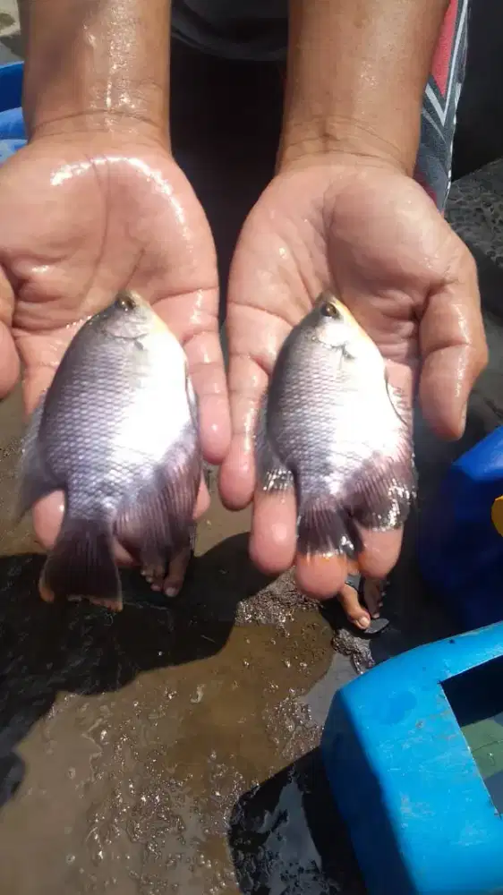 Ikan gurame soang
