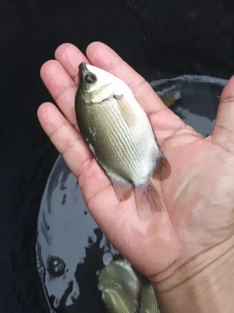 Ikan tamak tambak