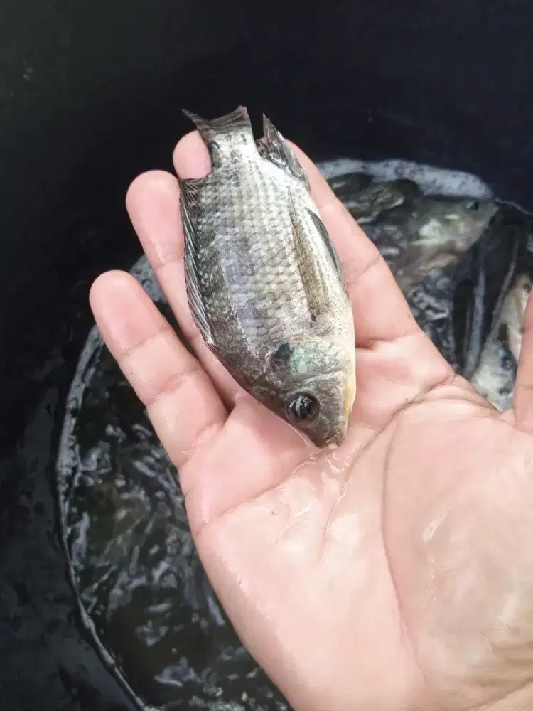 Ikan nila monosek