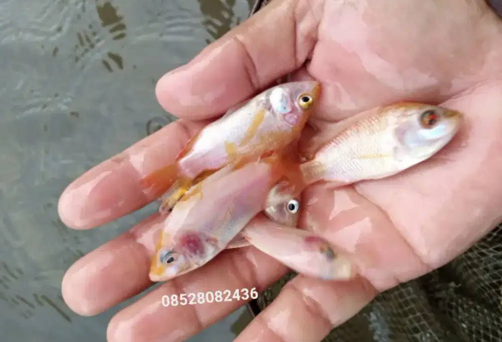 Ikan nila merah monosek