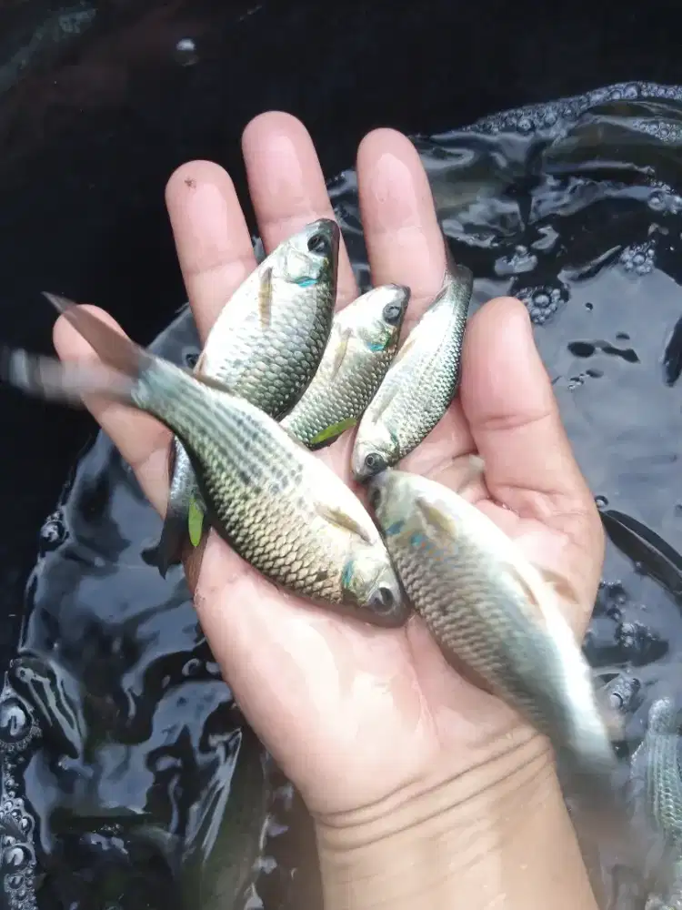 Ikan nilem sejari