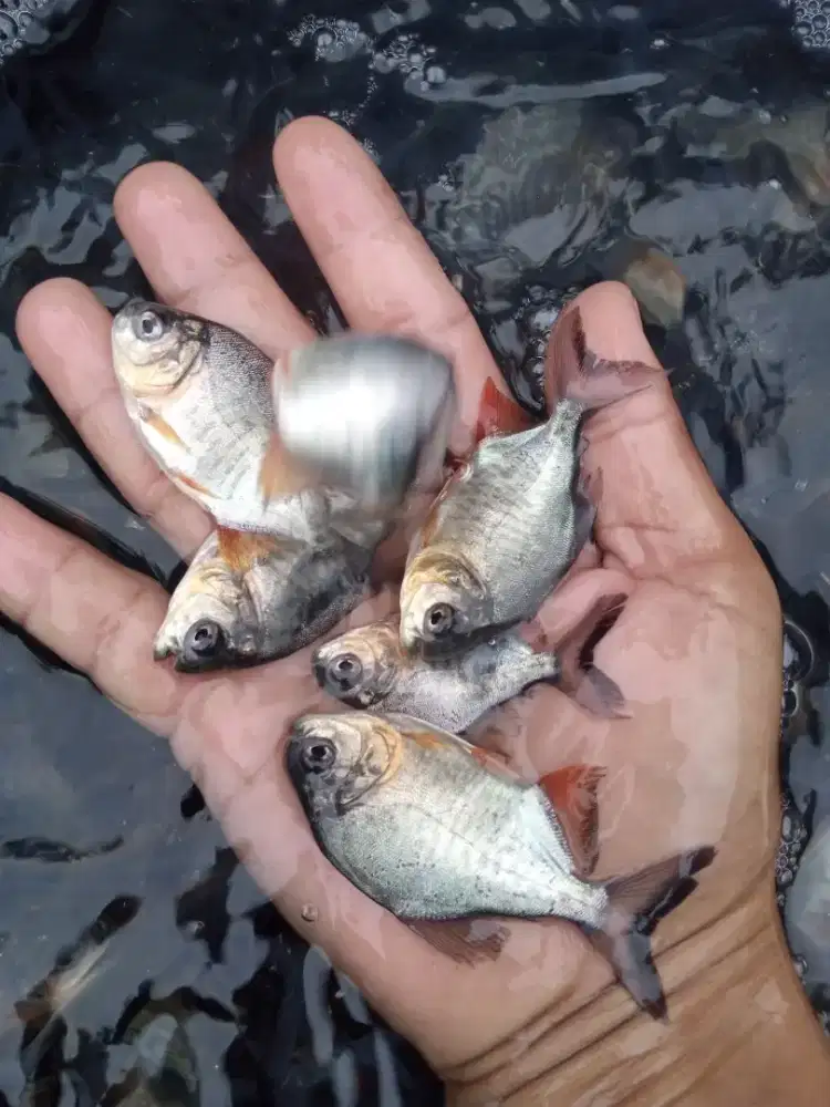 Ikan bawal jempol kaki