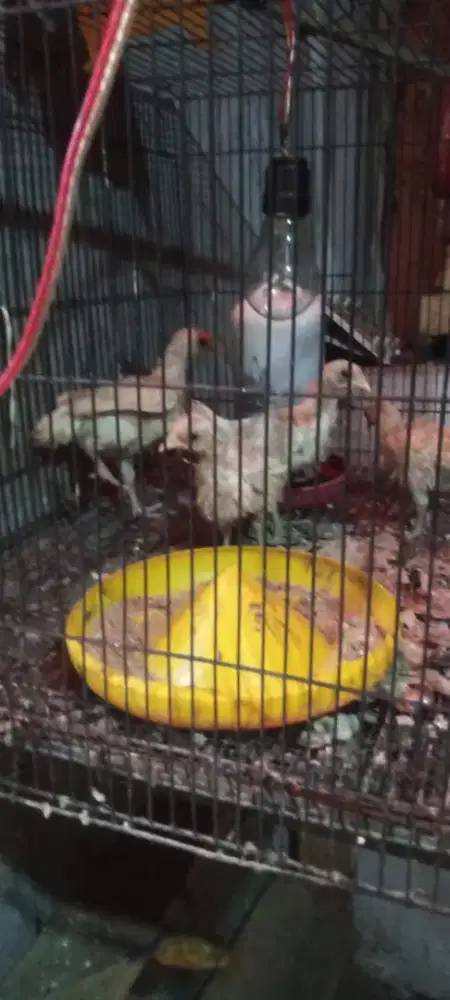 Ayam ketawa original durasi